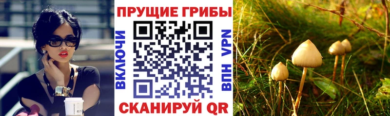 Псилоцибиновые грибы мухоморы  где купить наркотик  Тула 